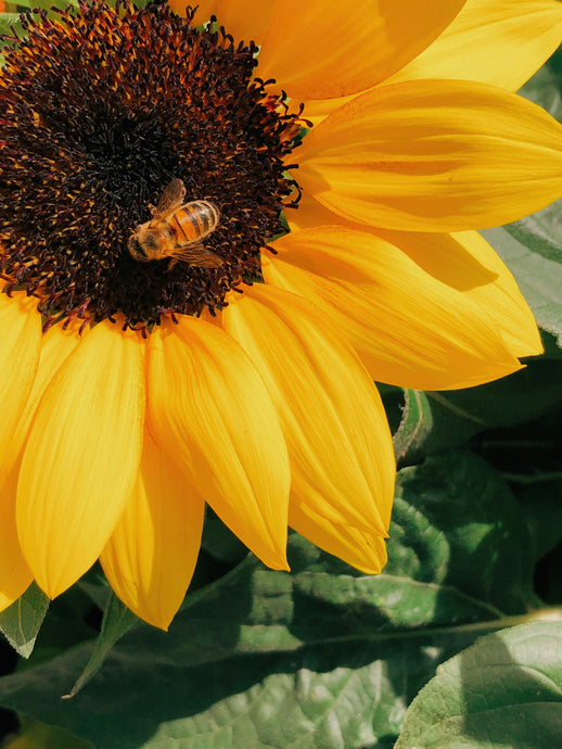 🌻When's the best time to sow Sunflowers?