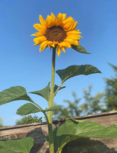 Sunflower 'You Are My Sunshine' Necklace with Giant Yellow Sunflower seeds