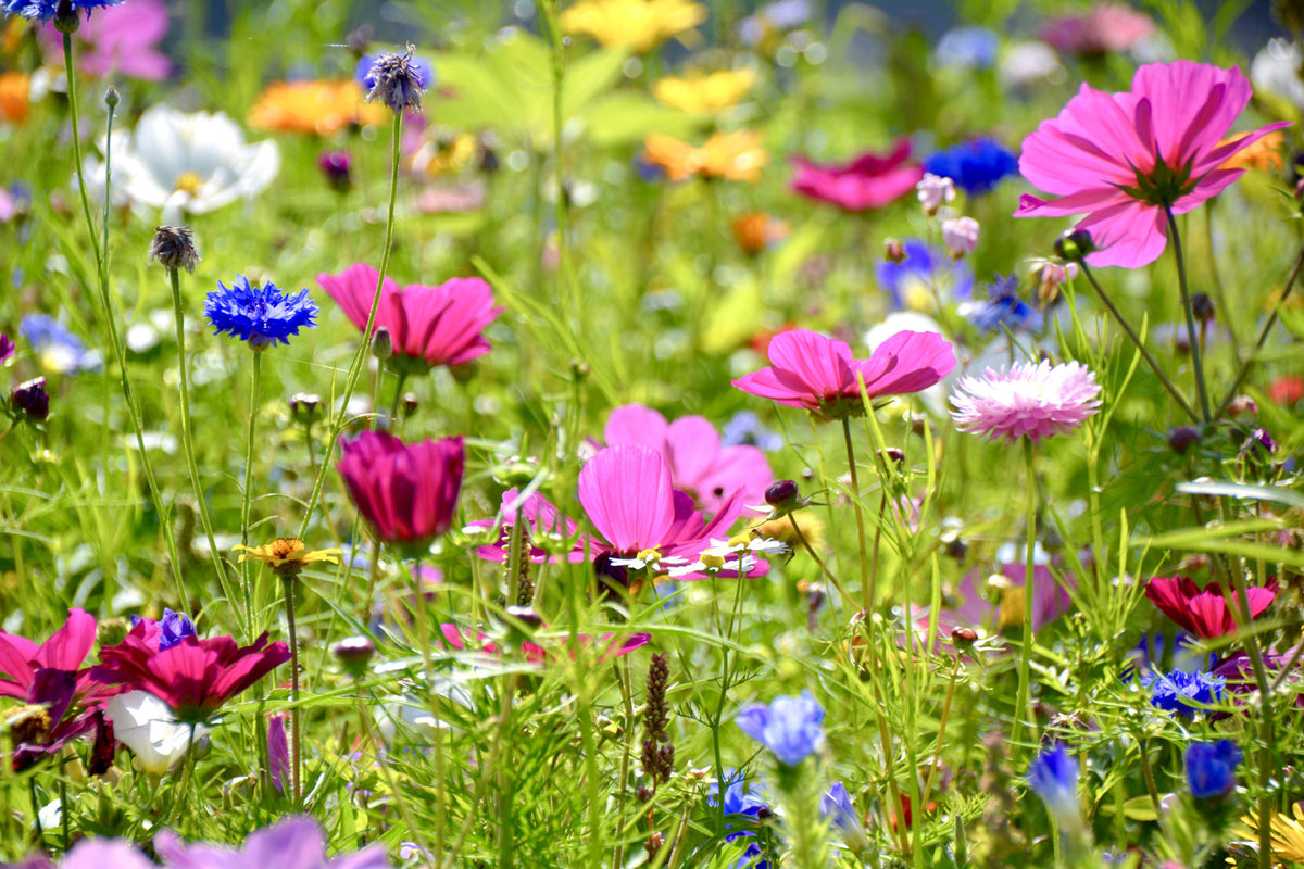 Seeds4bees
