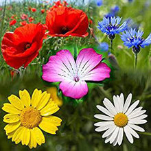 Wedding Favours - Let There 'Bee' Love! Colourful UK Wildflower Seeds - 5, 10, 20 or 30 packs