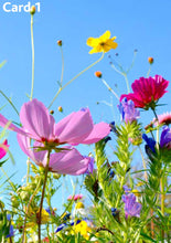 Bee Bountiful! - Patio Veg Hamper for the Gardener in your Life!