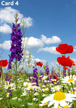Bee Bountiful! - Patio Veg Hamper for the Gardener in your Life!