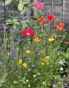 Wedding Favours - Let There 'Bee' Love! Colourful UK Wildflower Seeds - 5, 10, 20 or 30 packs