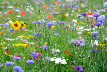 Rainbow for the Bees Wildflower Gift Pack - Help Save the Bees and Brighten our Lives!