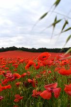 Bee Remembered - Always In Our Thoughts - Poppy & Cornflower Seeds - 10, 20, 30 or 40 packs