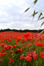 Poppy & Cornflower Seeds - Bee In Our Thoughts for Remembrance