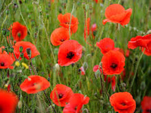 Poppy & Cornflower Seeds - Bee In Our Thoughts for Remembrance