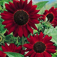 Giant Yellow and Red Sunflower Seeds