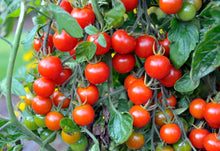 Bee Bountiful! - Patio Veg Hamper for the Gardener in your Life!