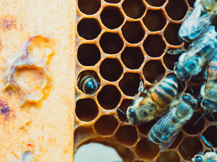 Bees Shp What other products do bees produce - apart from honey? – Seeds4Bees Ltd