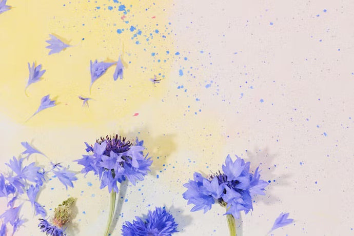 💙🩵 Get to know your wildflowers … The Cornflower 💙🩵
