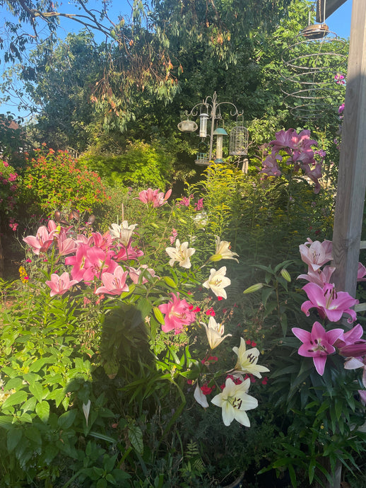 How to keep your garden looking good through the summer 🌼🌸🐝