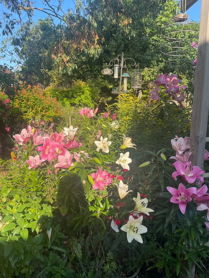How to keep your garden looking good through the summer 🌼🌸🐝