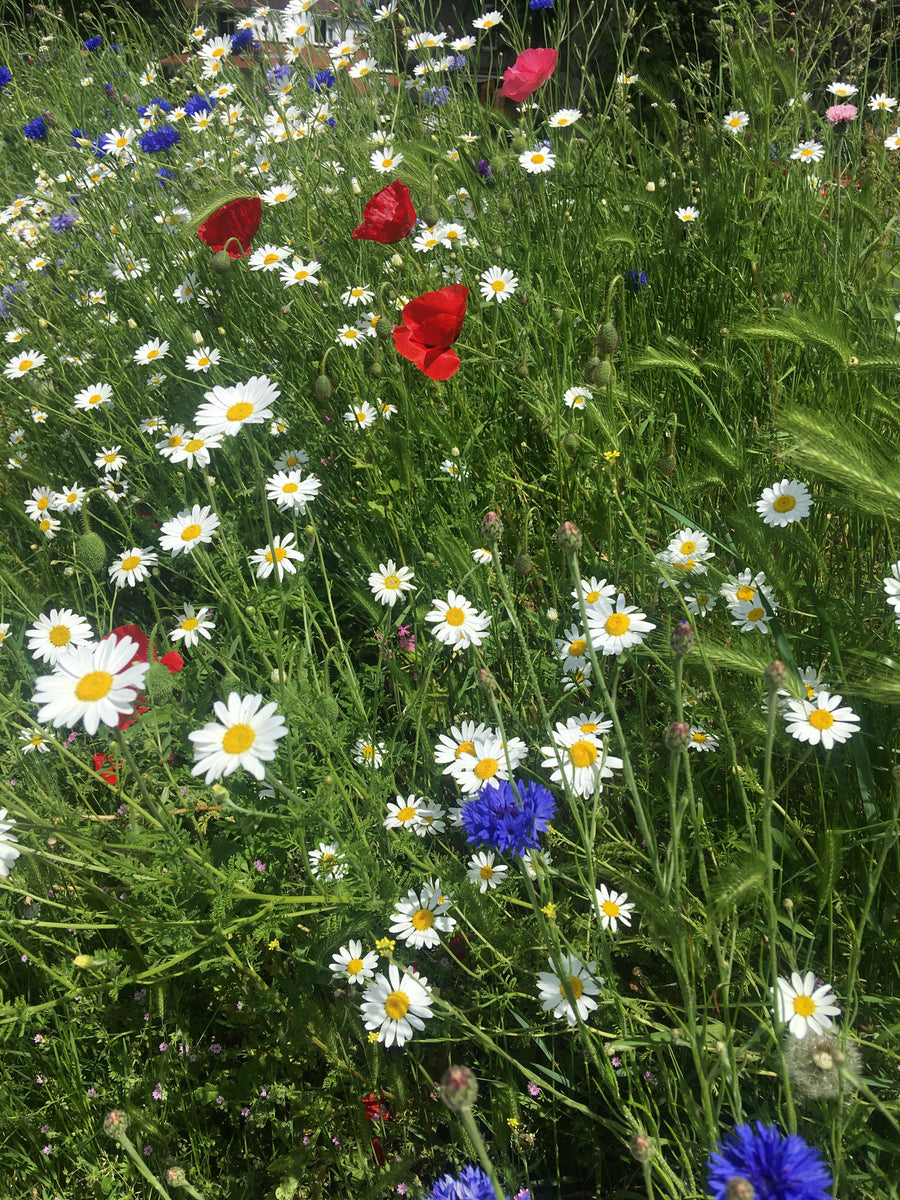 How do I create a flowering lawn? – Seeds4Bees Ltd