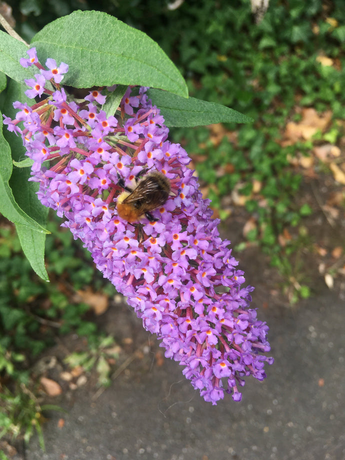 Wildlife gardening - what is it?