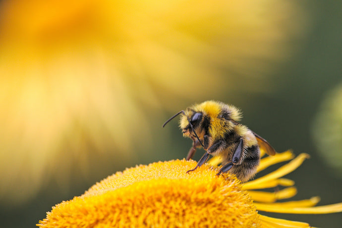Create a 'buzz' in your garden!