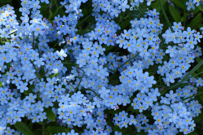 💙Get to know wildflowers - The Forget-Me-Not 🩵