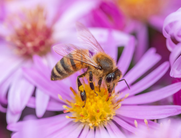 Bee of the week - the Honey bee🐝