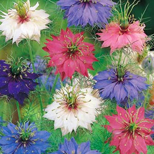 Nigella, Love-in-a-mist or Devil in the bush!