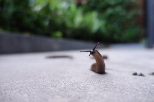 Tips for ridding your garden of slugs!