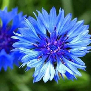 Poppy & Cornflower Seeds - Bee In Our Thoughts for Remembrance