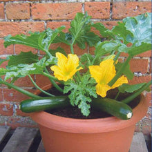 Bee Bountiful! - Patio Veg Basket Gift Set for the Gardener in your Life!