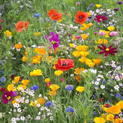 UK Wildflower Meadow Seeds - Premium mix
