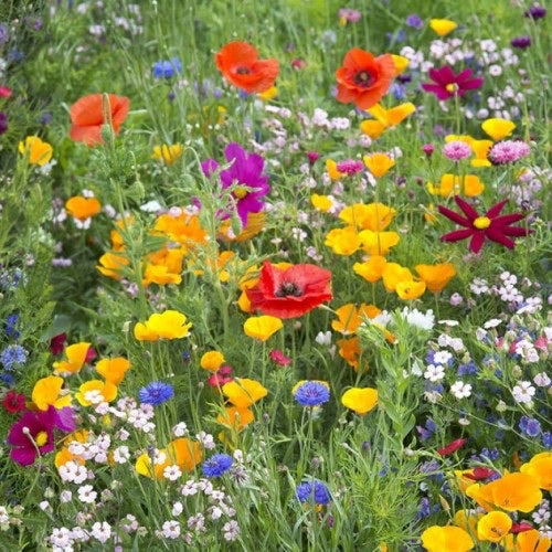 wildflower seed mix uk UK Wildflower Meadow Seeds
