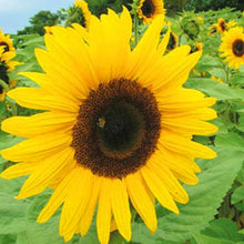 Giant Yellow and Red Sunflower Seeds
