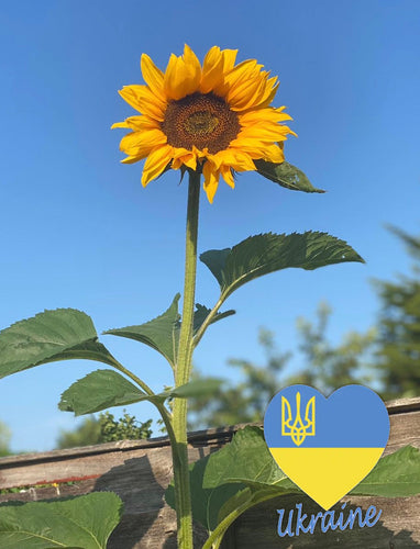 Stand Tall with Ukraine! - Yellow Sunflower Seeds - All profits to UNICEF and Red Cross appeals