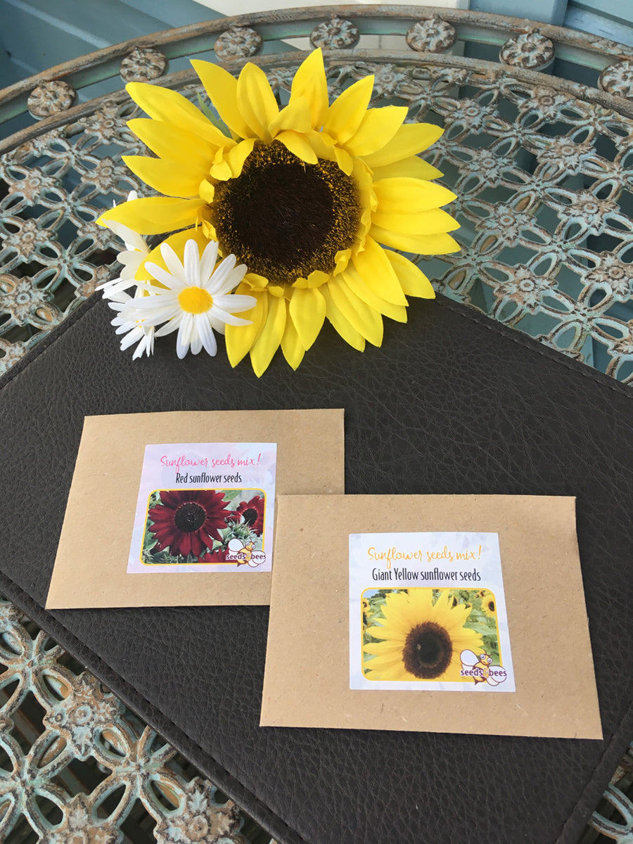 Giant Yellow and Red Sunflower Seeds Sunflower Seed Gifts