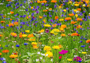 UK Wildflower Meadow seeds - Meadow mix